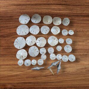 Silver tone Sand Dollars & Seashells Assorted Sizes For beach, wedding crafts